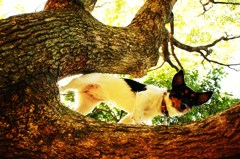 『 犬も 歩けば 木に 登る 』