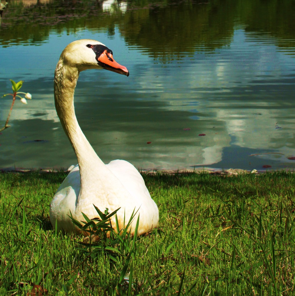 Aflac Duck