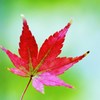 momiji