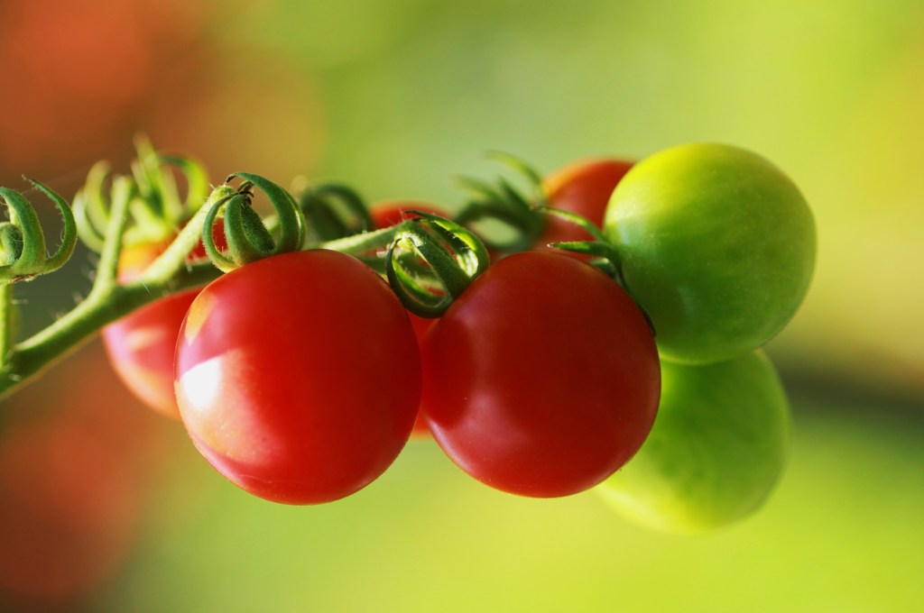 TOMATO