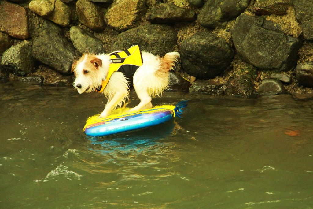 Surfin'Dog