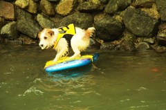 Surfin'Dog