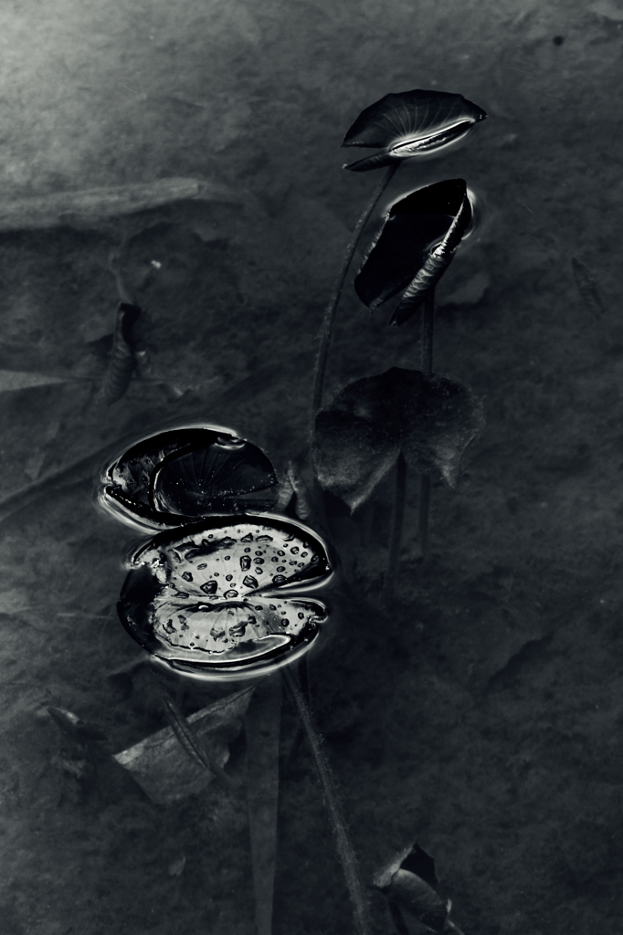 Water　Lily