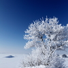 霧氷咲き