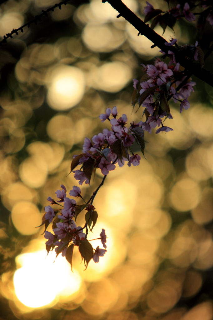 蝦夷の桜