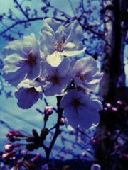 桜～咲き始め