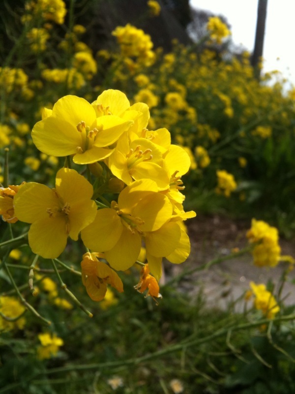 菜の花
