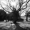 Lost leaves