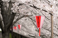 目黒川　桜祭り