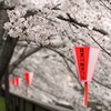 目黒川　桜祭り