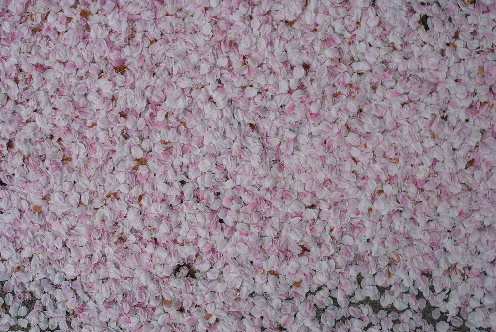 DSC_0504