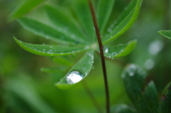 雨のガーデン