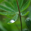 雨のガーデン