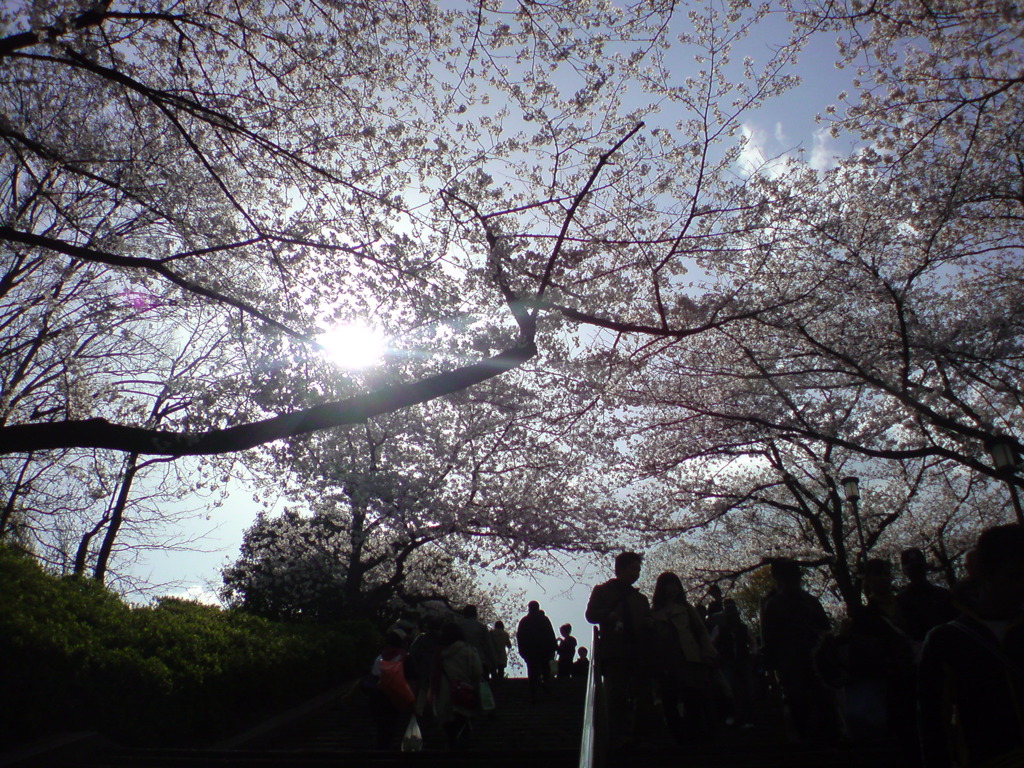 階段と桜