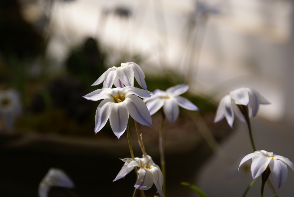 植物園にて