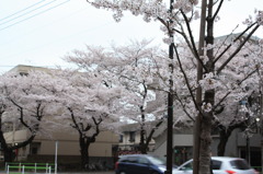 桜2010