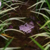 水面菖蒲