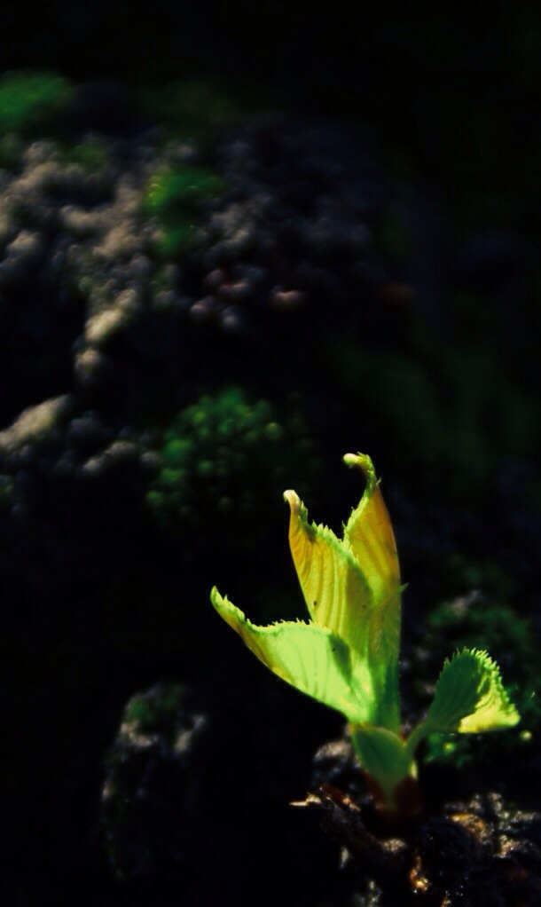 新緑の芽吹