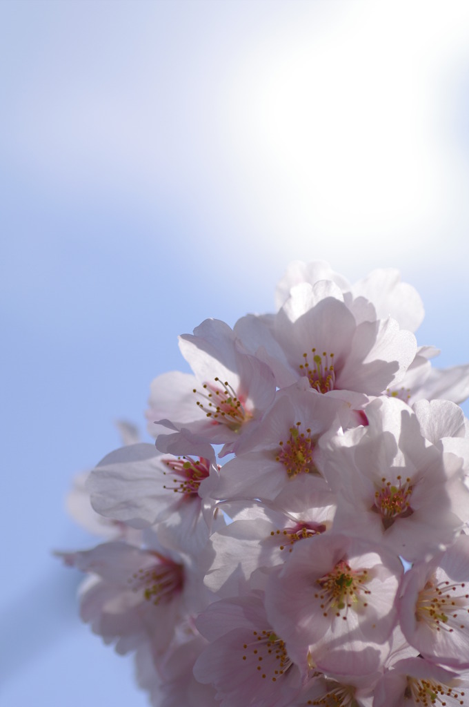 陽と桜