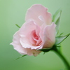 薔薇一厘