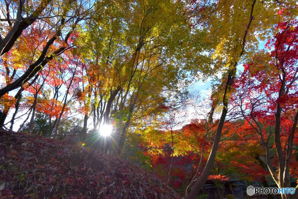 秋の色彩6