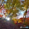 秋の色彩6