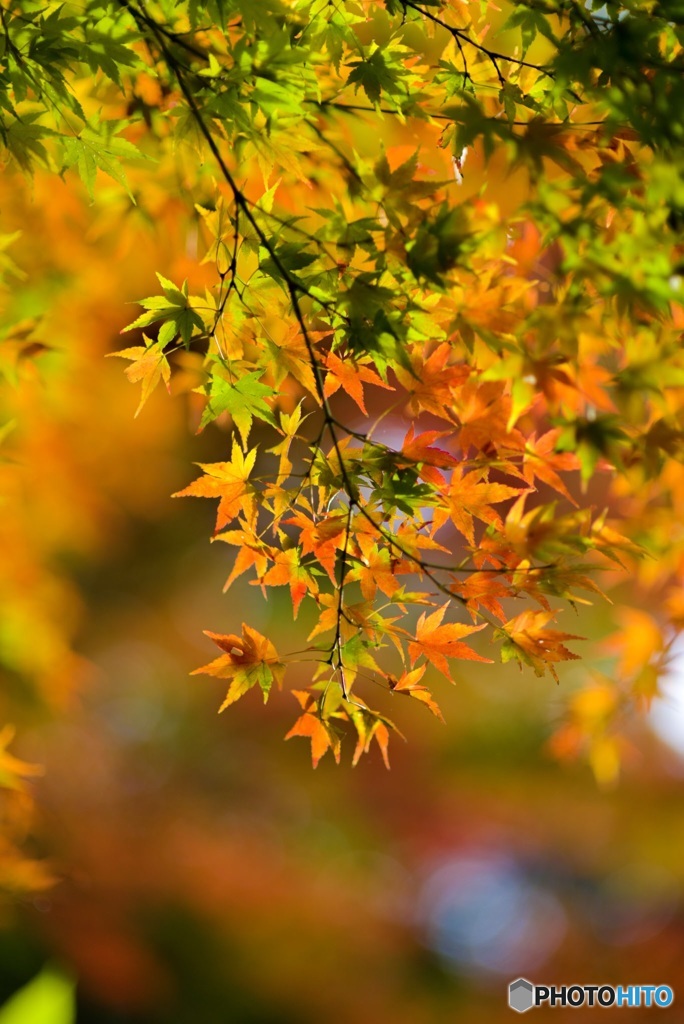 秋の色彩3
