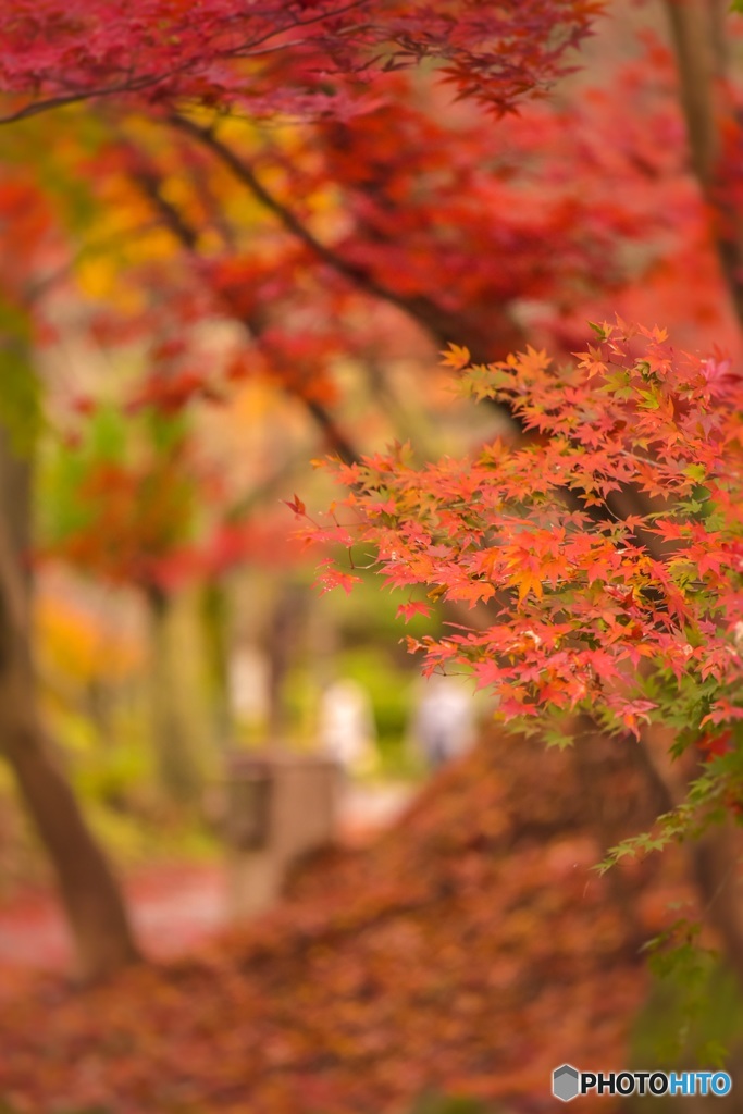 秋の色彩8