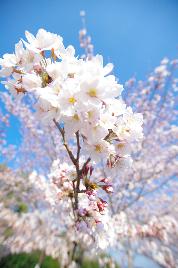 SAKURA IMPACT(@_@)