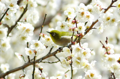 【春の象鳥…】　