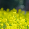 菜の花2012