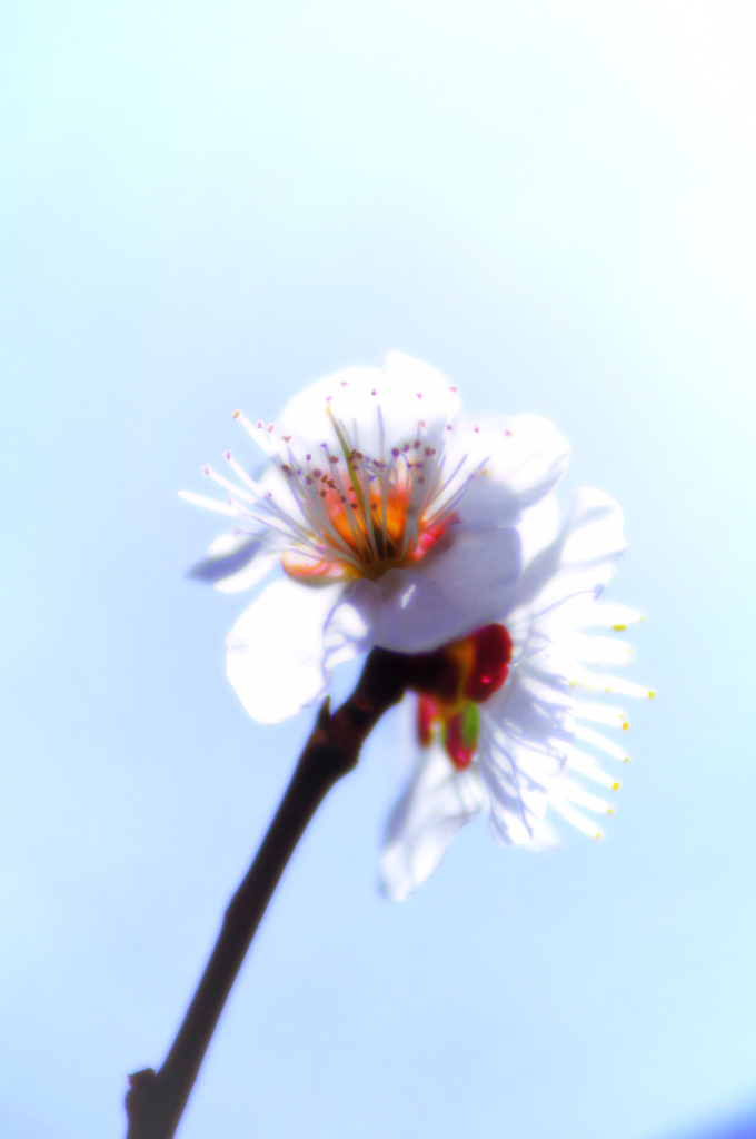 梅照らす