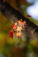 部分紅葉…