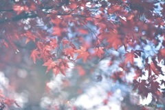 秋の色彩5