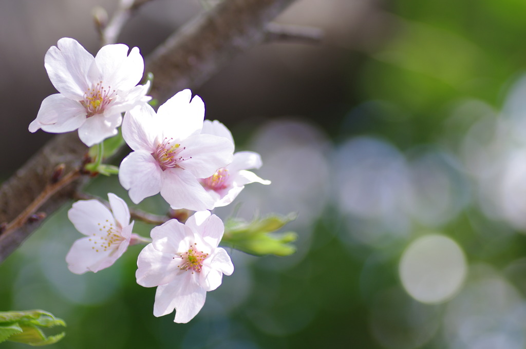 桜