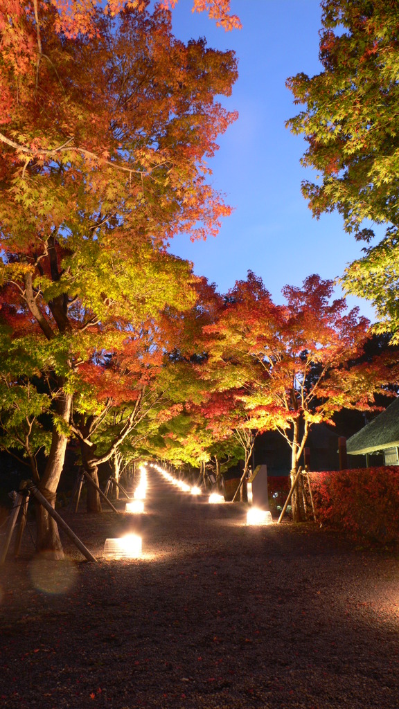 紅葉夜景