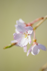 タマナワ桜