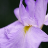 花菖蒲