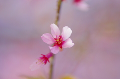 オカメ桜