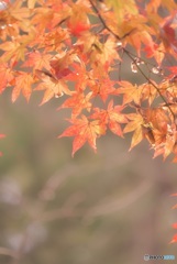 秋の色彩