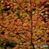 秋の色彩2