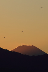 夕暮れ...帰って来る鳥