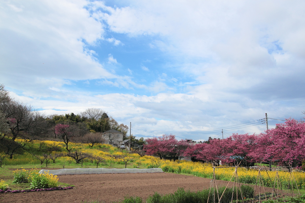 菜の花と寒緋桜..