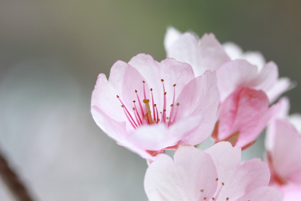 河津桜