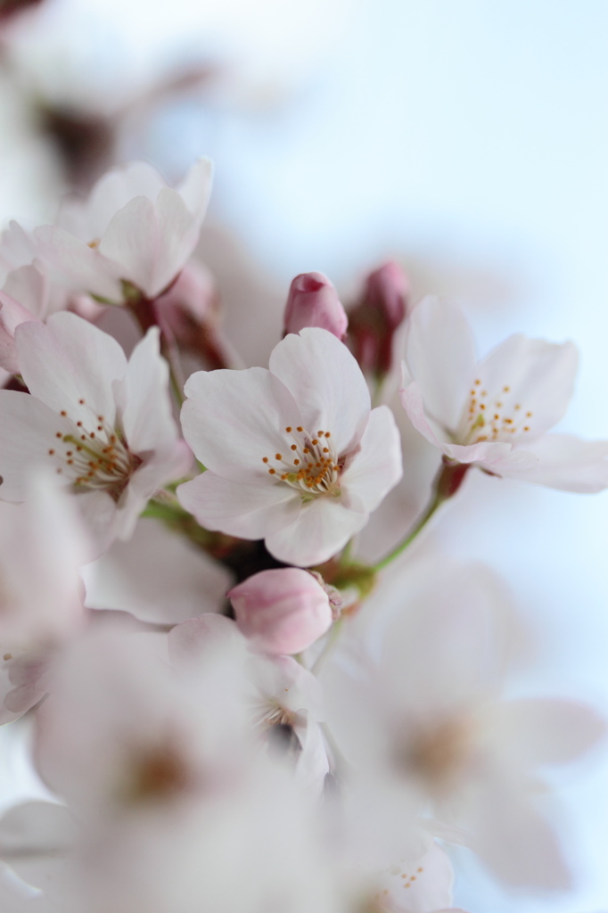 薄紅..sakura
