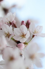 薄紅..sakura