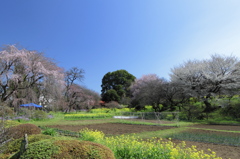 枝垂れ桜のある風景..