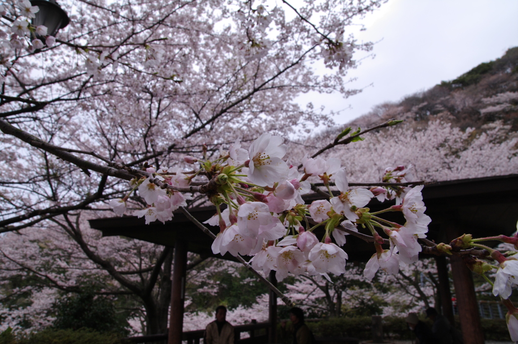 桜_音無山_2