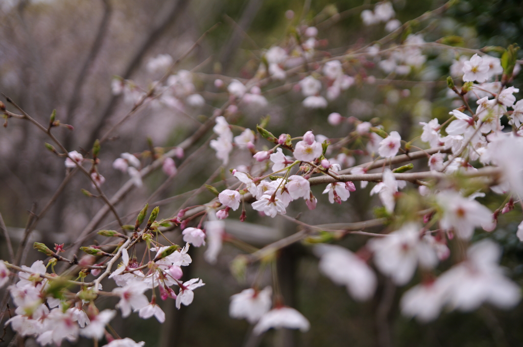 桜_音無山_3