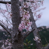 桜_音無山_5